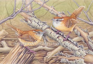 Carolina Wrens (7x10 in Transparent Watercolor on Arches 140lb HP Paper)