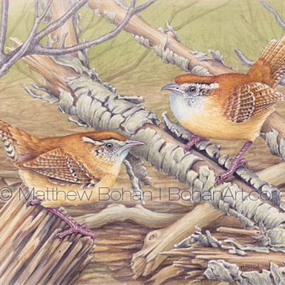 Carolina Wrens (7x10 in Transparent Watercolor on Arches 140lb HP Paper)