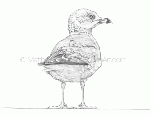 Ring-billed Gull Pencil Sketch