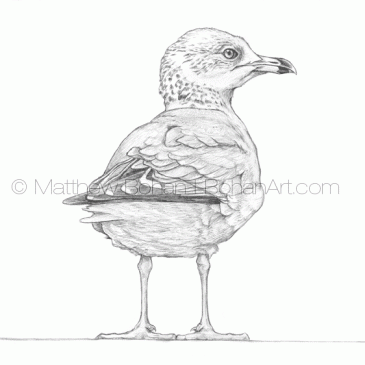 Immature Ring-billed Gull Pencil Sketch p74