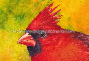 Northern Cardinal (3x4 inch detail from 7x10 inch Transparent Watercolor on Arches 140lb HP paper)