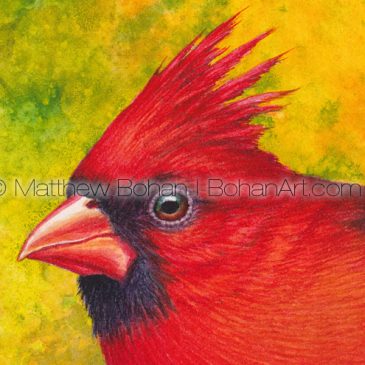 Fall Northern Cardinal Transparent Watercolor & Time-Lapse Video