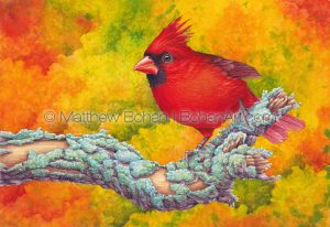 Northern Cardinal 7x10 inch Transparent Watercolor on Arches 140lb HP paper