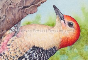 Red-bellied Woodpecker (detail) 7x10 inch Transparent Watercolor