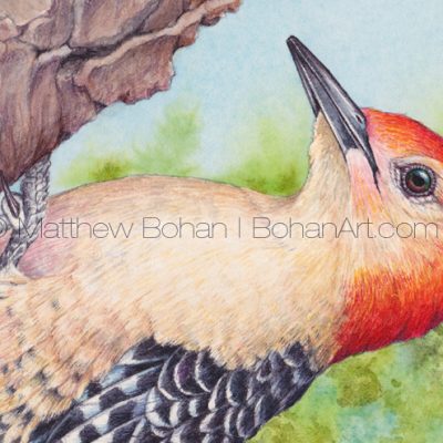 Red-bellied Woodpecker (detail) 7x10 inch Transparent Watercolor