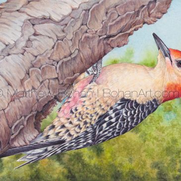 Red-bellied Woodpecker Transparent Watercolor and Time Lapse Video