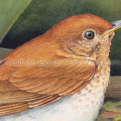 Veery (detail from 7x10 inch Transparent Watercolor on Arches 140lb HP paper)