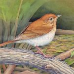 Veery (7x10 inch Transparent Watercolor on Arches 140lb HP paper)
