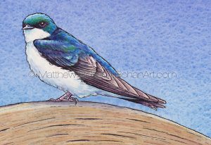 Tree Swallow (detail from 10x7 inch Transparent Watercolor on Arches 140lb HP paper)