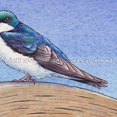 Tree Swallow (detail from 10x7 inch Transparent Watercolor on Arches 140lb HP paper)