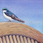 Tree Swallow (10x7 inch Transparent Watercolor on Arches 140lb HP paper)