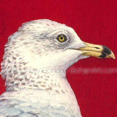 Ring-billed Gull (2.5 x 3.5-inch detail from 18 x 24-inch watercolor)