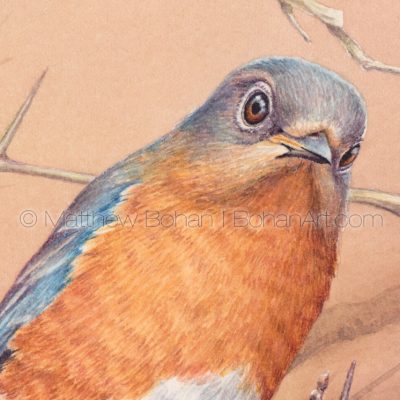 Female Eastern Bluebird on Hawthorn (4.5x3 inch detail from 7x10 inch transparent watercolor)