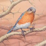 Female Eastern Bluebird on Hawthorn (7x10 inch transparent watercolor on Arches 140lb HP paper)