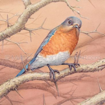 Female Eastern Bluebird Transparent Watercolor & Time-Lapse Video