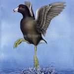 American Coot Taking Flight (10x14 inch Transparent Watercolor on W&N 140 lb NCP Paper)