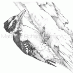 Hairy Woodpecker Pencil Sketch