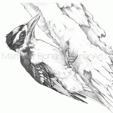 Hairy Woodpecker Pencil Sketch p75