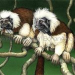 Cotton-top Tamarin (1x14 inch Transparent Watercolor on Winsor and Newton 140lb NCP Paper)