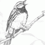 Black-throated Green Warbler Pencil Sketch