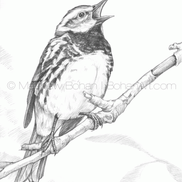 Black-throated Green Warbler, Pencil Sketch p77
