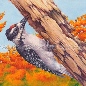 Juvenile Hairy Woodpecker Transparent Watercolor & Time-Lapse Video
