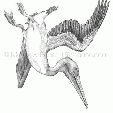Diving Brown Pelican Pencil Sketch p76
