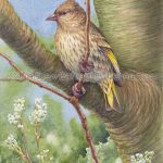 Pine Siskin (7x10 inch Transparent Watercolor on Arches 140lb HP Paper)