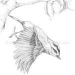 Golden-crowned Kinglet in Flight Pencil Sketch