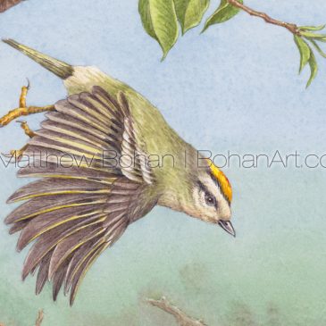 Golden-crowned Kinglets Transparent Watercolor and Painting Video