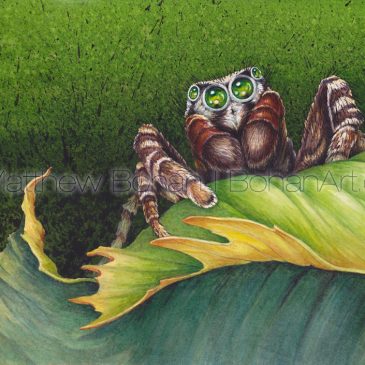 Reckless Jumping Spider Transparent Watercolor and Painting Video