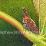 Redbud Treehopper (7x10 inch Transparent Watercolor on Arches 140lb HP paper)