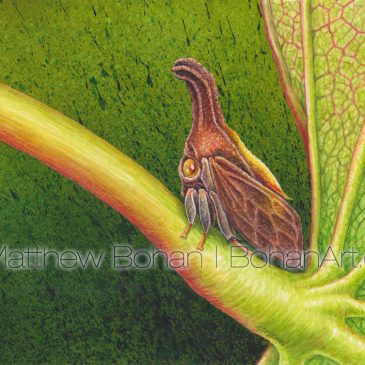 Redbud Treehopper (Black-horned Leaf Hopper) Transparent Watercolor and Time-lapse Video
