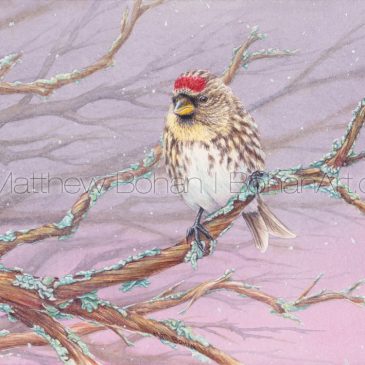 Female/Immature Common Redpoll Painting (10×7-inch Watercolor and Time Lapse Video)