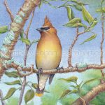 CEdar Waxwing (7x10 inch Transparent Watercolor on Arches 140 lb HP Paper)