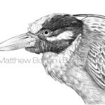Yellow-crowned Night Heron Pencil Sketch