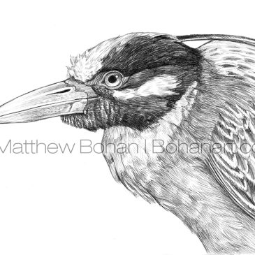 Yellow-crowned Night Heron Pencil Sketch p81