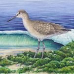 Winter Willet (7x10 inch Transparent Watercolor on Arches 140lb HP paper)