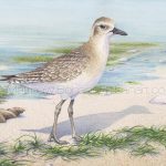 Winter Black-bellied Plover (7x10 inch Transparent Watercolor on Arches 140lb HP Paper)