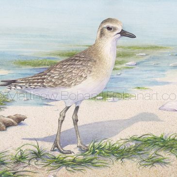 Winter Black-bellied Plover Pencil Sketch, Watercolor and Time Lapse