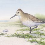 Winter Dunlin (7x10 inch Transparent Watercolor on Arches 140lb HP Paper)