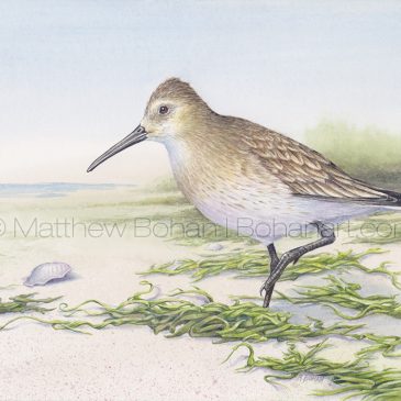 Dunlin Transparent Watercolor Painting and Time Lapse