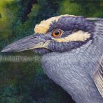 Yellow-crowned Night Heron (7 x 10 inch Transparent Watercolor on Arches 140lb HP paper)