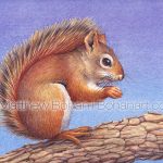 Red Squirrel (7x10 inch Transparent Watercolor on Arches 140lb HP Paper)