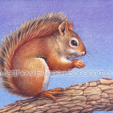 Red Squirrel Transparent Watercolor Painting and Time Lapse