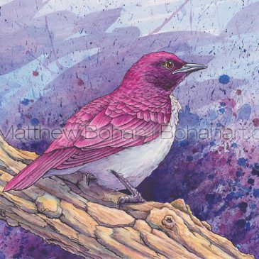 Plum-colored Starling (Violet-backed Starling) Transparent Watercolor and Ink