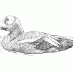 Spectacled Eider Pencil Sketch