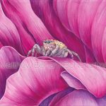 Jumping Spider on Peony (7x10 inch transparent Watercolor on Arches 140lb HP paper)