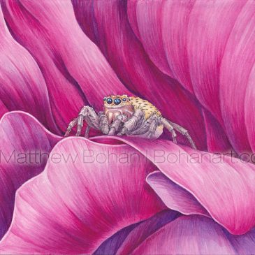 Jumping Spider on Peony Transparent Watercolor and Time Lapse