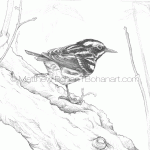 Black and White Warbler Pencil Sketch